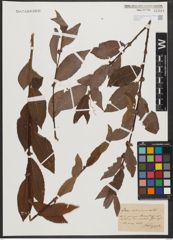 Foto von Salix silesiaca Willd.